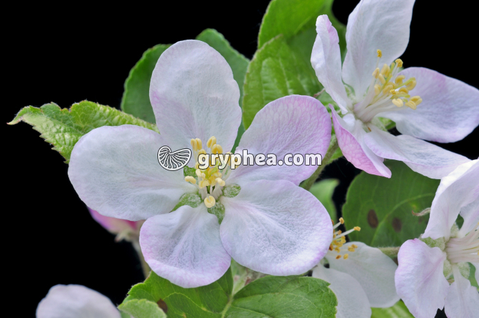 Pommier (Malus sp.) - Fleur épanouie - gryphea.com